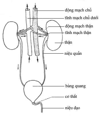 2. Vấn đề bài tiết: Có rất nhiều bệnh nhân vì xấu hổ mà không nói ra tình hình chất thải và bài tiết của mình. Điều này có thể làm cho bệnh trầm trọng hơn bởi nước tiểu cho phép bác sỹ có thể phát hiện sớm bệnh ung thư ruột kết. Phát hiện càng sớm tỷ lệ chữa khỏi càng cao. (Ảnh: mô hình hệ bài tiết)