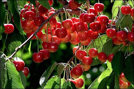 2. Quả cherry: Là loại thực phẩm giúp chống lại một số bệnh phổ biến ở tuổi trung niên, bao gồm bệnh gout và viêm khớp. Cherry là một nguồn chống oxy hóa anthocyanin rất phong phú.