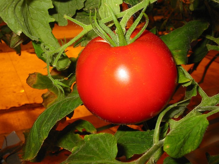 6. Cà chua: Loại quả này chứa chất chống oxy hóa lycopene dồi dào. Chúng giúp chống lại sự hình thành và lây lan của các tế bào ung thư cũng như bảo vệ các động mạch từ chứng xơ vữa động mạch.