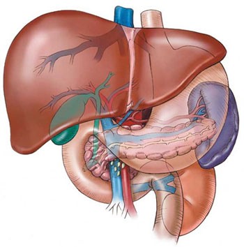 Bình thường, khi đói, nồng độ đường huyết trong cơ thể thấp, khiến bụng sôi “ục ục”. Lúc này, bạn nên nhanh chóng bổ sung thực phẩm. Nếu không ăn, cơ thể sẽ kích thích phân hủy glycogen trong gan để bổ sung đường huyết, sẽ không cảm thấy đói nữa. Một số người cứ đói là cảm thấy hoang mang, khó chịu, tuy vẫn là do hạ đường huyết gây ra, nhưng nó cũng cảnh báo có thể cơ thể bạn có vấn đề.