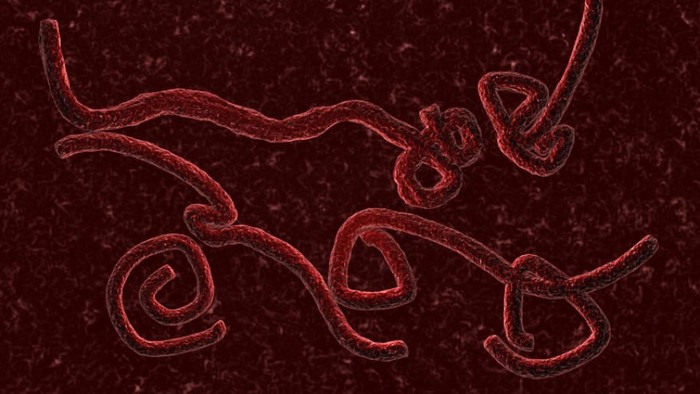 Ebola- virus gây bệnh khủng khiếp