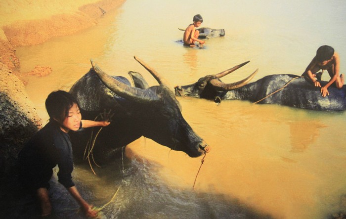 Thiếu nhi thôn Phú Mẫn, xã Hàm Sơn, huyện Yên Phong, tỉnh Hà Bắc (nay là Bắc Ninh) lập ra HTX Măng non nhận nuôi trâu bò béo khỏe. Việc làm đầy ý nghĩa này của các em đã được Bác Hồ gửi thư khen ngợi tháng 5 năm 1969. >>Những bức ảnh đen trắng quý hiếm về học sinh thời chiến >>Chàng trai không tay người Dao đỗ đại học >>Những hotgirl xinh tươi rạng rỡ ngày khai trường