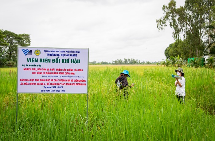 Để nghiên cứu, phát triển một giống lúa cần thời gian rất dài. (Ảnh: Nhà trường cung cấp)