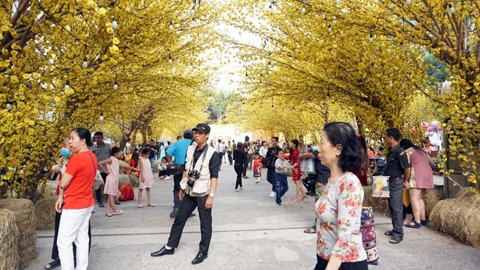 Hàng mai vàng rực đón nắng phương Nam.