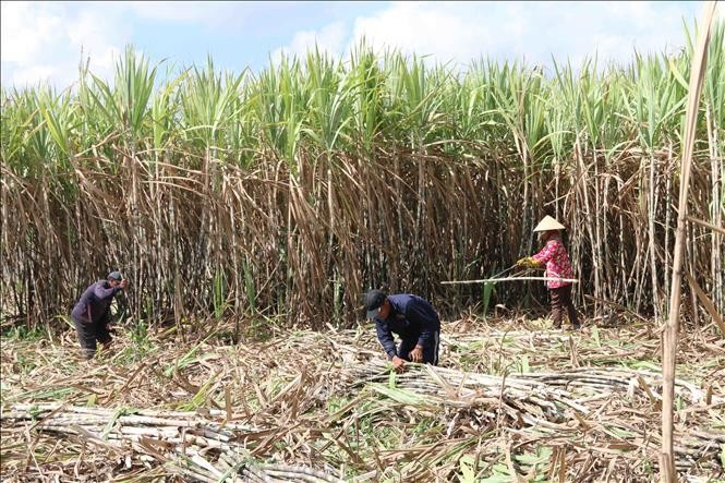 Thủ tướng Chính phủ luôn quan tâm, sẵn sàng tháo gỡ các rào cản, tạo điều kiện thuận lợi theo quy định pháp luật. Ảnh minh họa: baotintuc.vn