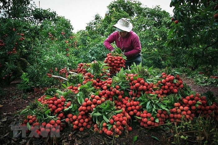 Phó Thủ tướng chỉ đạo hỗ trợ tiêu thụ nông sản tỉnh Bắc Giang. Ảnh minh họa: TTXVN