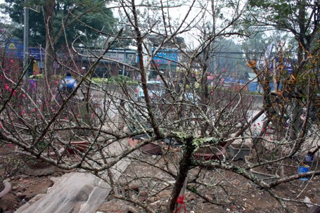 Nếu không phải là dân chơi đào sẽ thấy cành đào này cũng chẳng khác gì củi khô