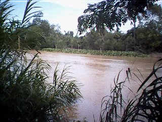 Bến sông (Bông Súng) Tân Hòa, Lai Vung, Đồng Tháp.