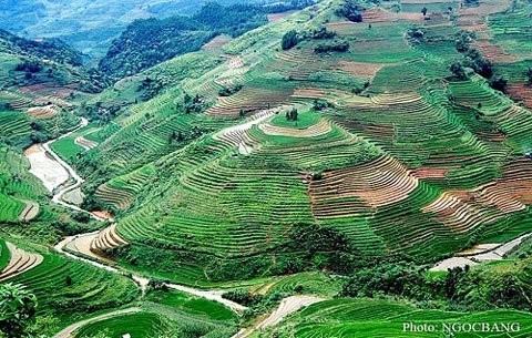 Ruộng bậc thang ở Hà Giang như tranh vẽ.