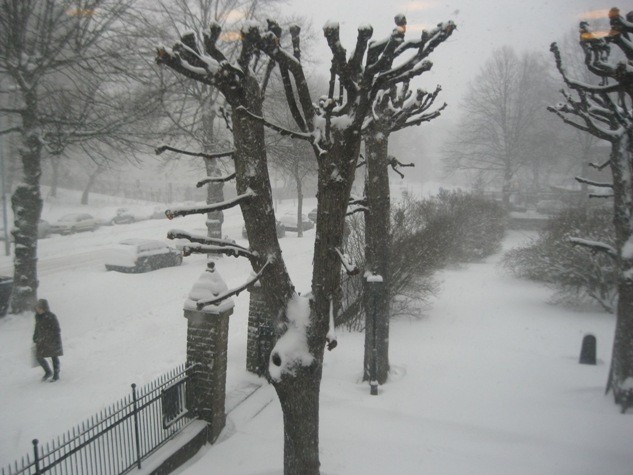 cây cối cũng bị bao phủ bởi bão tuyết