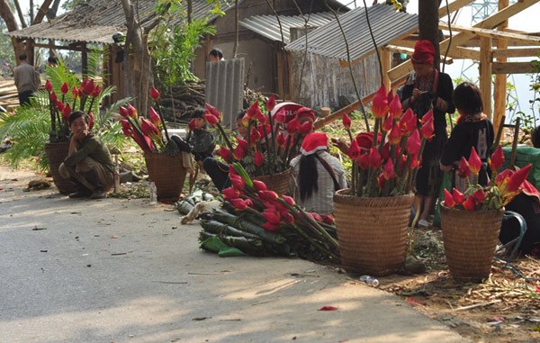 Bà con người dân tộc Dao đỏ ở xã Tòng Sành, huyện Bát Xát đi bán hoa chuối rừng.