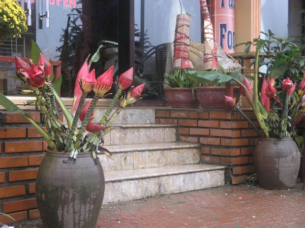 Giúp khách vận chuyện lên tận ô tô. Hoa chuối Tòng Sành từ lâu đã được trưng bày làm cảnh tại các nhà hàng, khách sạn sang trọng ở khu du lịch SaPa.
