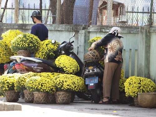 Cúc mâm xôi bị lấy nhiều nhất