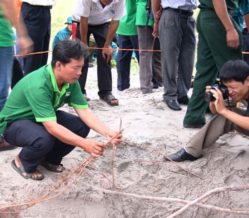 Các rễ cây đã bị chặt đứt... từ trước