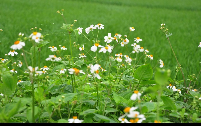 Những cành hoa là điểm tựa cho nhện chăng tơ.