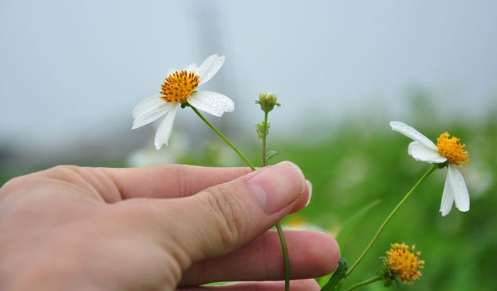 Vào mùa xuân có hoa, sau đó các nhụy hoa có hạt trong mỗi nhụy, đầu nhụy có các múi gai.