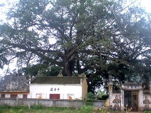 Trong gần 400 năm qua, cây sung cổ thụ này đã trở thành nhân chứng cho bao đổi thay, phát triển trên vùng đất thiêng của Tổ quốc Việt Nam. Ảnh: vacne.org.vn.