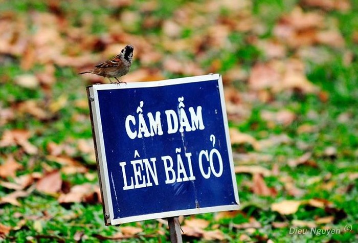 Biển viết sai chính tả đừng mong cấm được ai. Viết đúng phải là "Cấm giẫm lên cỏ". Ảnh Hong Dieu/ Thể thao & Văn hóa Online.