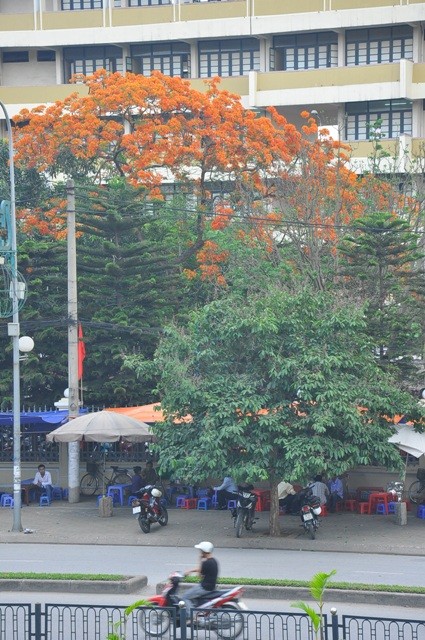 Vươn lên mạnh mẽ trong những ngày nắng nóng tại Hà Nội.