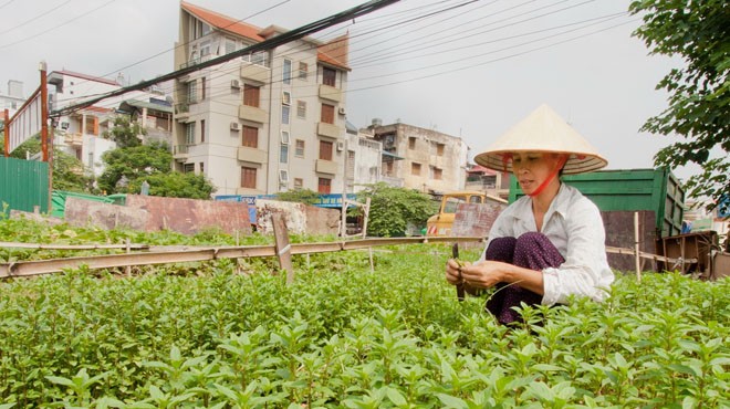 Bà Nguyễn Thị Thảo, phường Láng Thượng, quận Đống Đa chăm sóc ruộng húng láng cuối cùng ở làng Láng. Ảnh: Tiến Thành.