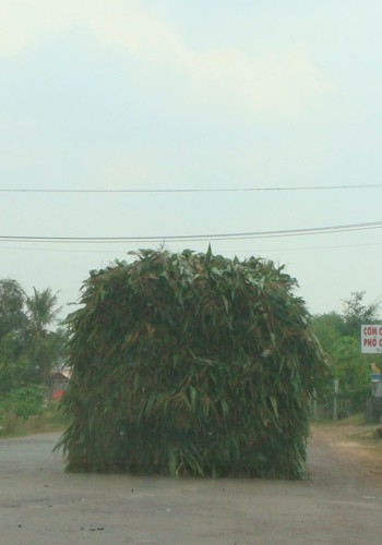 Chụp tại Tây Ninh, chở cồng kềnh chẳng còn nhìn thấy xe đâu. Ảnh: Hoàng Đức Tịnh.