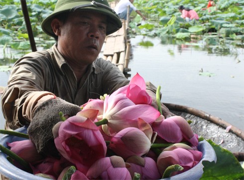 "Trong một bông sen thì tinh hoa của đất trời đều hội tụ vào nhị nên nhị hoa quý nhất. Lúc hoa vừa nở cũng là khi mùi hương thơm nhất và thời điểm này sẽ hái để làm trà", ông Trọng - người có hơn 20 năm hái sen Hồ Tây nói.