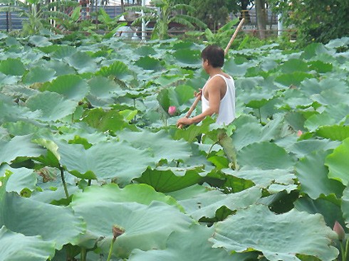 Tự bao đời nay, trà sen Hồ Tây - loại trà được ướp hương sen rất kỳ công - đã là một thú vui ẩm thực tao nhã của người Hà Nội. Để có được trà sen hảo hạng nhất, người ta phải lấy sen từ khi còn sáng sớm bởi lúc đó hương thơm vẫn chưa bay đi nhiều.