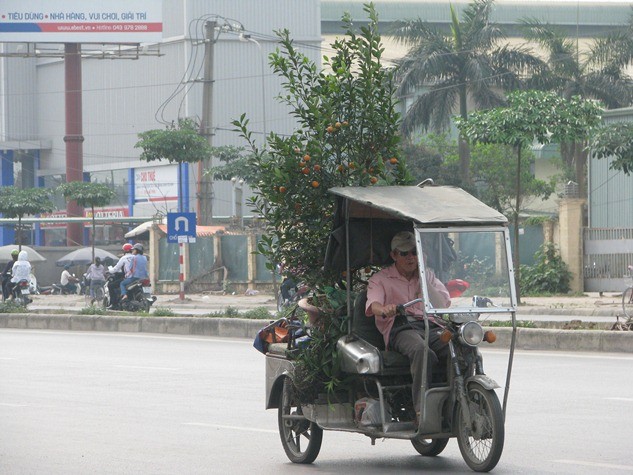 Quất, đào là hai mặt hàng được vận chuyển chủ yếu bằng xe máy, xe ba bánh