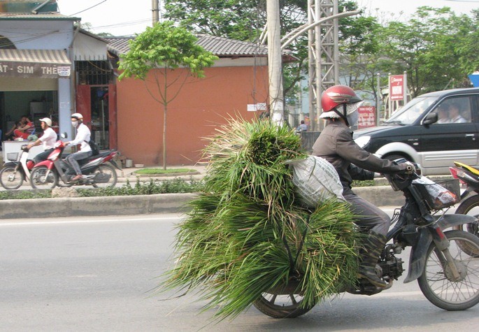 Cuộc sống mưu sinh khiến con người bất chấp cả luật pháp lẫn nguy hiểm.