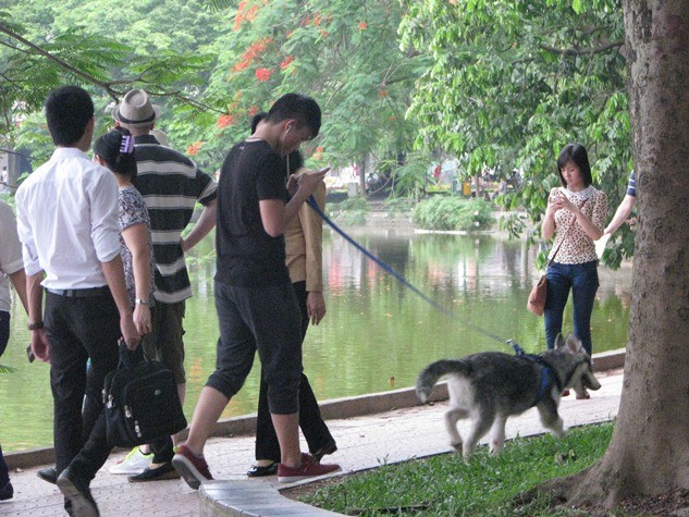 Vừa dạo cùng thú cưng, vừa tranh thủ nghe nhạc, nhắn tin… đang trở thành một phong trào của teen Hà Thành.