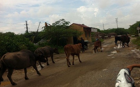 Trâu bò được chăn thả tại một khu đất trống bỏ hoang gần đường Đền Lừ.