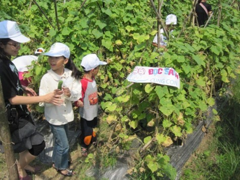 Trại rau ở Thanh Xuân, Sóc Sơn, là những khoảnh ruộng rau hữu cơ trong dự án rau hữu cơ do tổ chức SIDA (Thụy Điển) tài trợ, do Trung tâm hành động vì phát triển đô thị hỗ trợ thực hiện. Chùm ảnh: Tìm giải pháp cải thiện khả năng học hỏi của trẻ Chùm ảnh: Chủ tịch nước trồng cây lưu niệm tại Trường ĐH KHXH & NV Chùm ảnh: Học sinh Hà Nội co ro trong cái lạnh đầu mùa