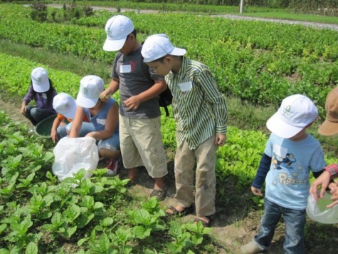 Công việc không đơn giản chút nào, nhất là làm sao không nhầm rau và cỏ. Chùm ảnh: Tìm giải pháp cải thiện khả năng học hỏi của trẻ Chùm ảnh: Chủ tịch nước trồng cây lưu niệm tại Trường ĐH KHXH & NV Chùm ảnh: Học sinh Hà Nội co ro trong cái lạnh đầu mùa