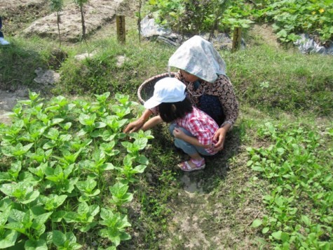 Hai bác cháu cùng nhặt cỏ. Chùm ảnh: Tìm giải pháp cải thiện khả năng học hỏi của trẻ Chùm ảnh: Chủ tịch nước trồng cây lưu niệm tại Trường ĐH KHXH & NV Chùm ảnh: Học sinh Hà Nội co ro trong cái lạnh đầu mùa