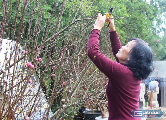 Đây là loài hoa mà Đại tướng thích nhất mỗi dịp Tết đến, Xuân về. Ảnh Thủy Phan