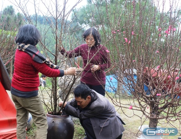 Hai con gái Đại tướng là bà Võ Hòa Bình và Võ Hạnh Phúc đặt cành đào đưa từ Mẫu Sơn lên khu mộ của Người. Ảnh Thủy Phan