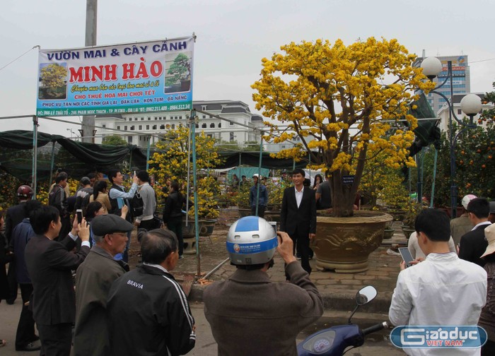 Hơn ba ngày nay, người dân và du khách thỏa thích chiêm ngưỡng cây mai cổ (được đánh giá khoảng 100 năm tuổi) giống cúc, dáng đa đầu làng, được bày bán ở chợ hoa Đà Nẵng (dọc tuyến đường 2-9, quận Hải Châu).