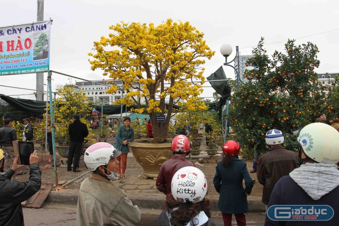 &quot;Tôi đưa cây mai cổ này từ Gia Lai ra Đà Nẵng rất vất vả. Nếu bán không được giá như ý muốn thì tôi sẽ đưa về lại Gia Lai chăm sóc để Tết năm sau lại bán tiếp...&quot;, anh Phong cho hay.