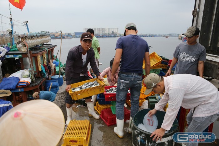 Ngư dân yên tâm khi tàu cập bến khi hải sản sạch sẽ được thu mua hết. Ảnh: H.T