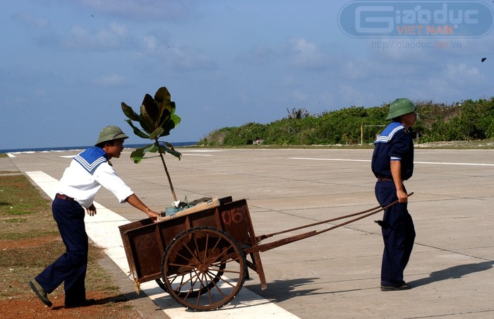 Cây bàng lá vuông chịu nắng gió biển, được trồng rất nhiều trên đảo. Trong ảnh: Hai chiến sĩ đang mang một cây bàng lá vuông đi trồng, ươm thêm mầm xanh trên đảo.