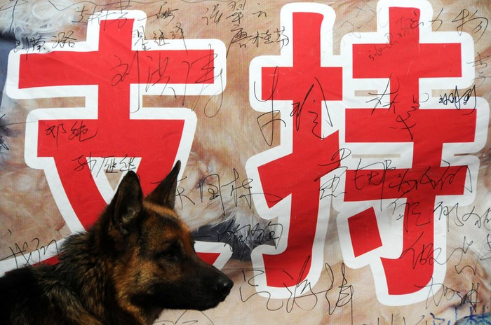Người dân Cáp Nhĩ Tân ký vào bản pano tuyên truyền ủng hộ nuôi chó, bảo vệ chó trước quyết định của địa phương