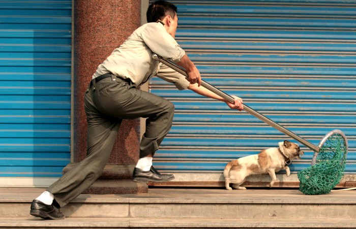 Cảnh sát thành phố Hàng Châu, Triết Giang truy bắt "chó lang thang"