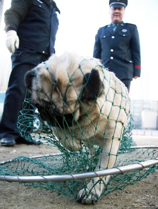Cảnh sát Thẩm Dương thành lập lực lượng đặc nhiệm đánh chó, trang bị câu liêm, vợt, giọ và tổ chức huấn luyện nâng cao kỹ năng bắt chó, đập chó cho lực lượng cảnh sát trật tự trị an