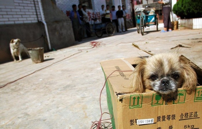 Một chú chó ở Sở Hùng, Vân Nam ánh mắt đầy sợ sệt trong chiến dịch truy quét chó dại ở địa phương này
