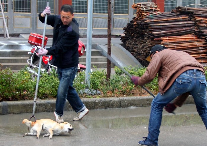 Ngày kinh hoàng của các chú chó ở huyện Ngọc Hoài, tỉnh Triết Giang. Chỉ trong 5h đã có 700 con chó bị đập chết