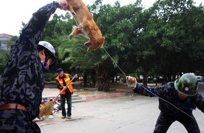 Cảnh sát Thạch Sư, Phúc Kiến truy bắt chó. Kể từ 19/11/2009 các hộ dân Thạch Sư mỗi nhà chỉ được nuôi 1 con chó và phải kí cam kết với chính quyền