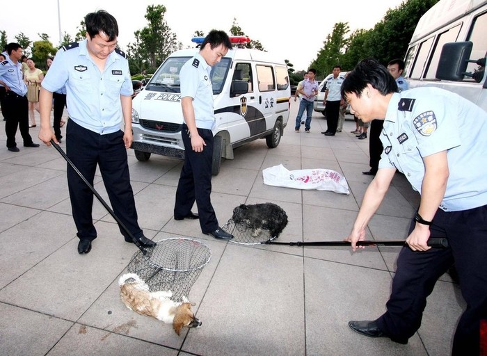Công an thành phố Hứa Xương tỉnh Hà Nam, Trung Quốc truy bắt chó
