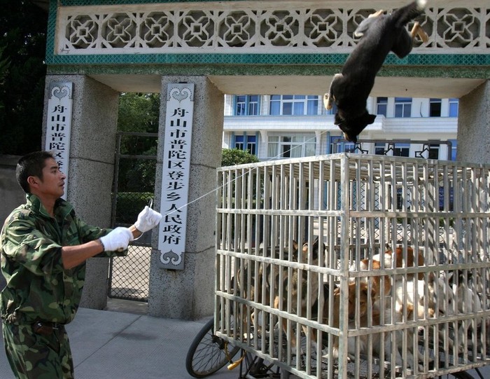 Lực lượng dân phòng thành phố Đan Sơn tỉnh Triết Giang truy bắt chó
