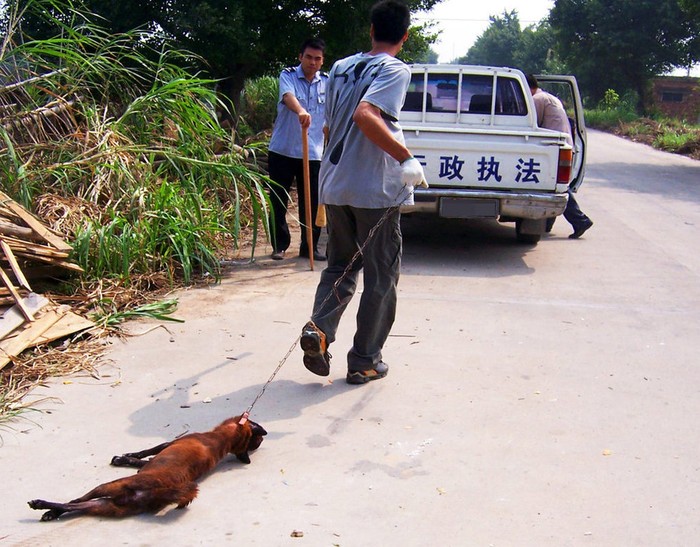 Chính quyền khu Tam Thủy, Phật Sơn, Quảng Đông phải ra tay truy quét chó sau nhiều vụ chó dại cắn chết người