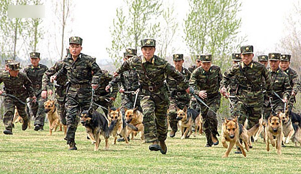 Bắc Triều Tiên hé lộ hình ảnh về một lực lượng đặc biệt - chó chiến
